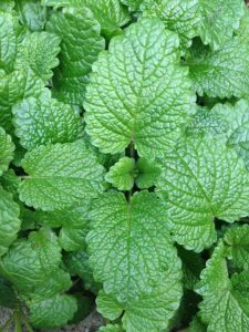 mint leaf