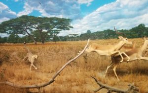 Image of a cheetah chasing a gazelle