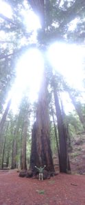 Walking among thousand-year old redwood trees is one of my favorite Yin building activities.