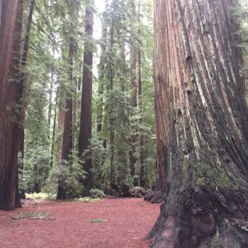 Towering redwood forest