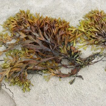 seaweed washed ashore on the beach