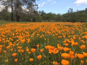 Field of California Poppies