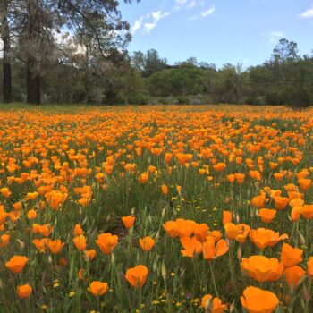 Field of California Poppies